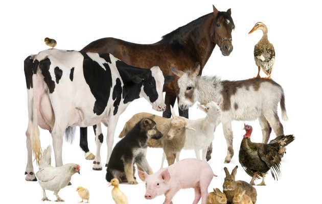 Pre-Diploma in Livestock production/Animal Health – Dhawalagiri Technical  School